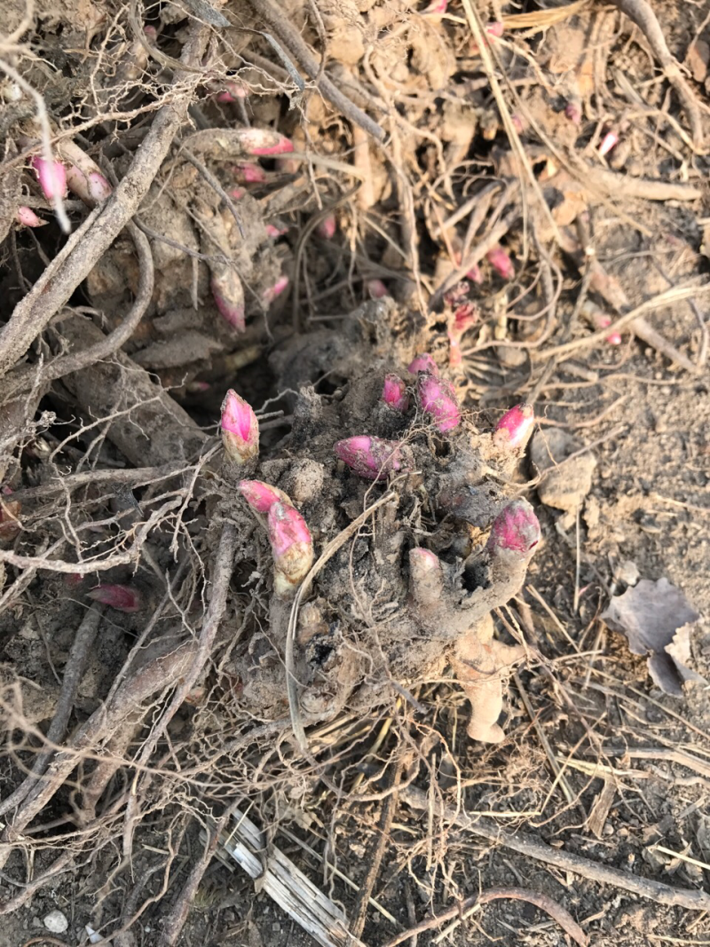 白芍芽头，山东菏泽芍药基地，芍药育苗基地