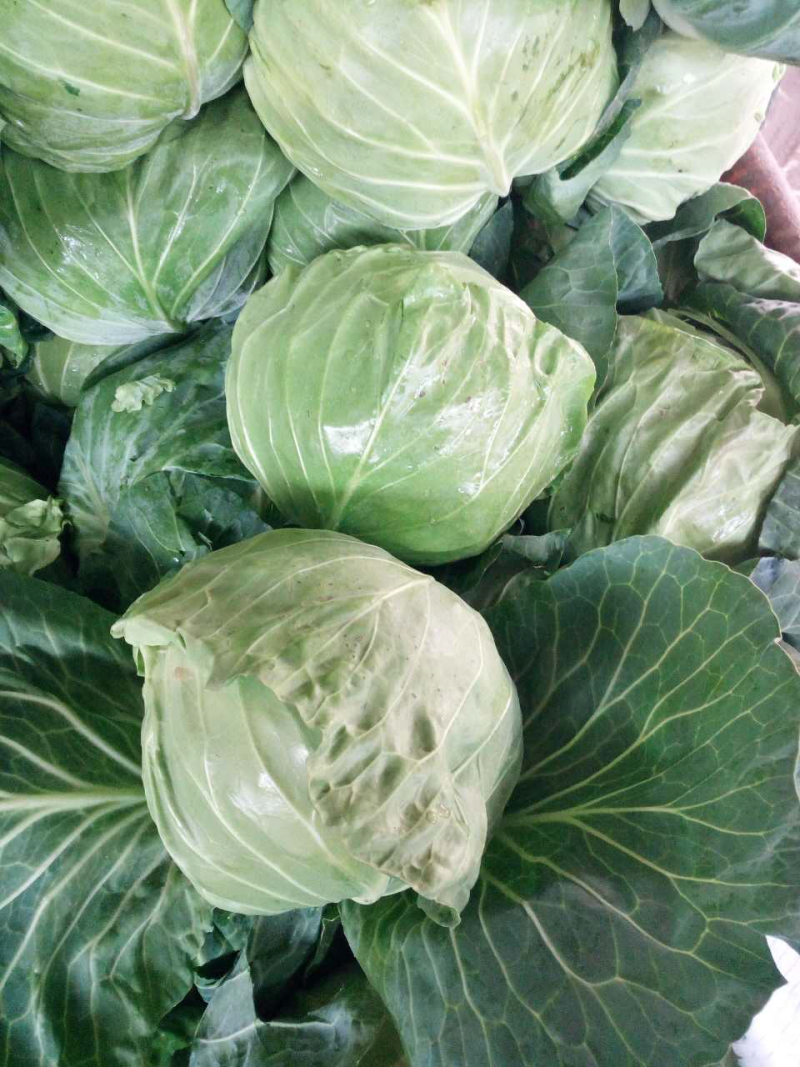 甘蓝