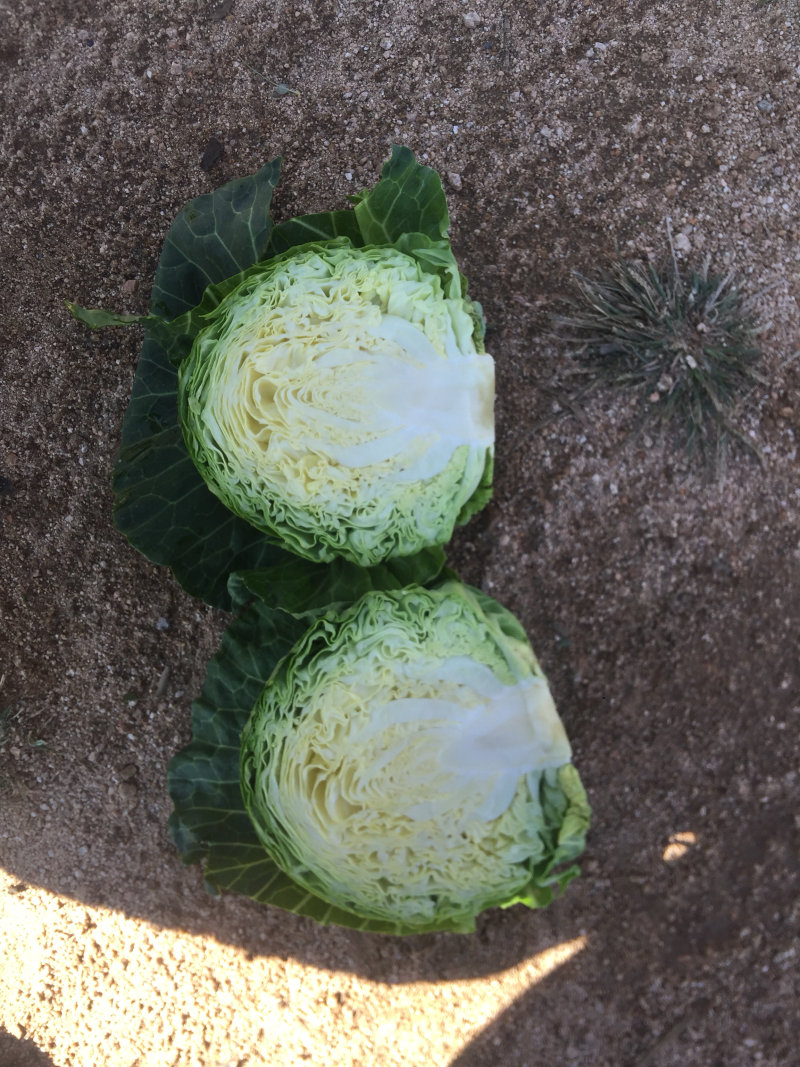 甘蓝