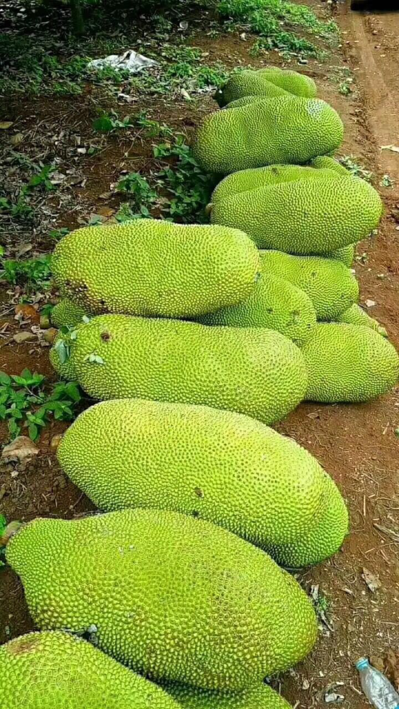 菠萝蜜