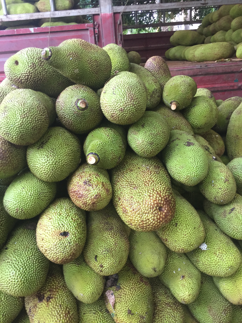 菠萝蜜