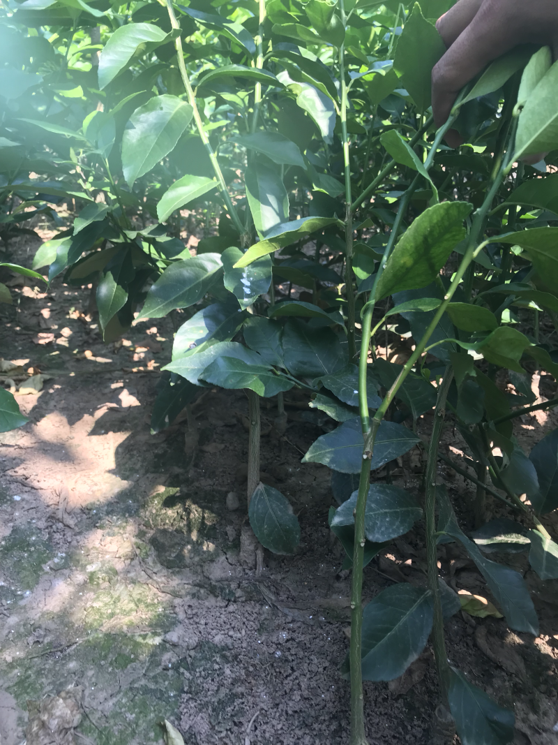 简阳柠檬苗香水柠檬苗基地现挖成活率高诚信经营