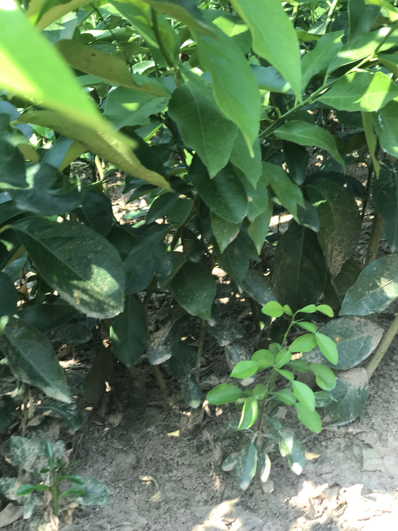 简阳柠檬苗香水柠檬苗基地现挖成活率高诚信经营
