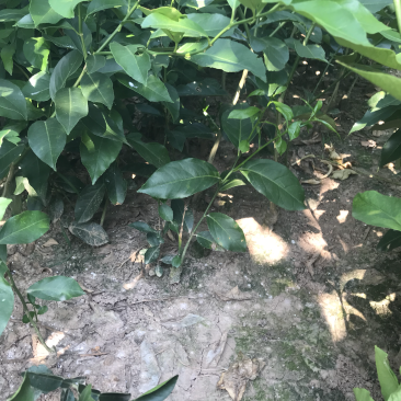 简阳柠檬苗香水柠檬苗基地现挖成活率高诚信经营