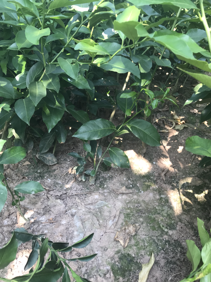 简阳柠檬苗香水柠檬苗基地现挖成活率高诚信经营