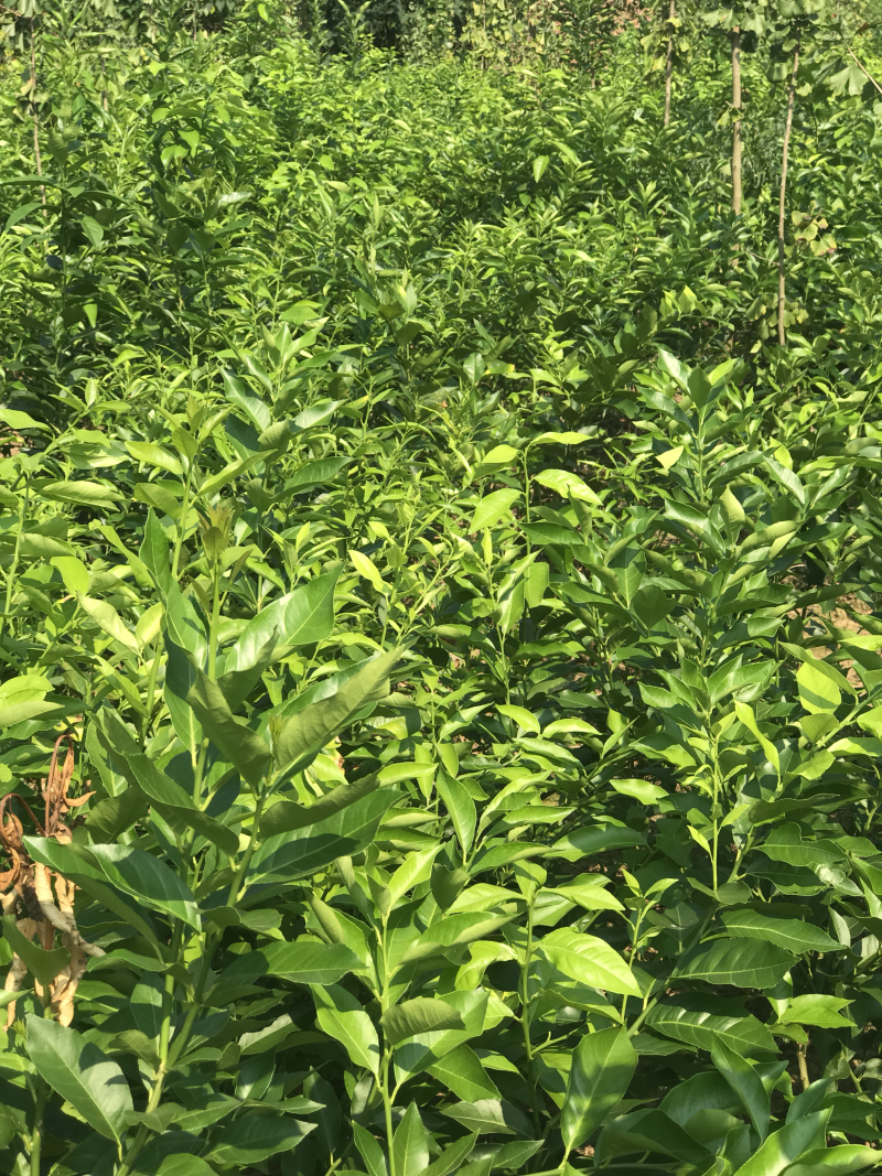 简阳柠檬苗香水柠檬苗基地现挖成活率高诚信经营