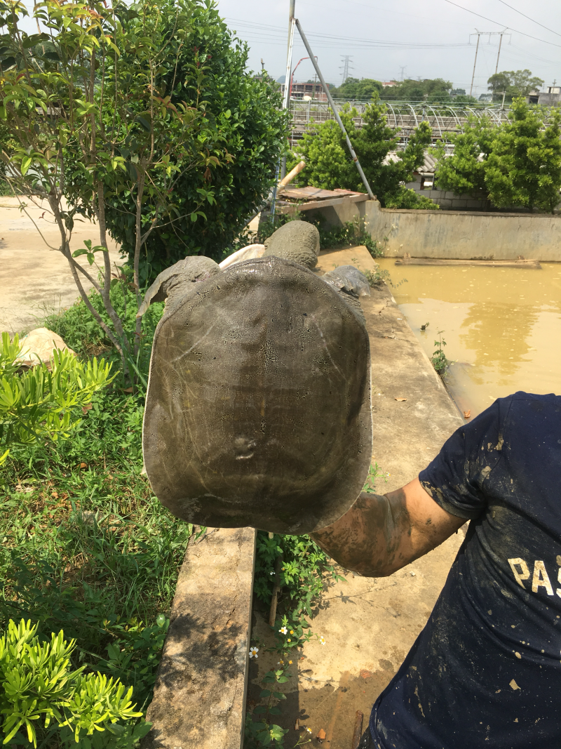 纯净富硒黄沙鳖