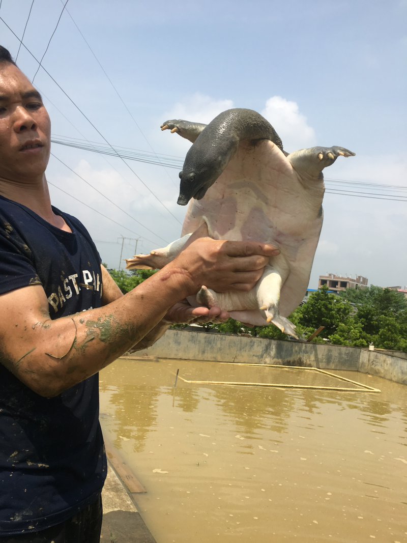 纯净富硒黄沙鳖