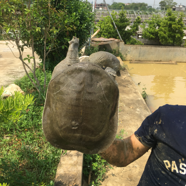 纯净富硒黄沙鳖