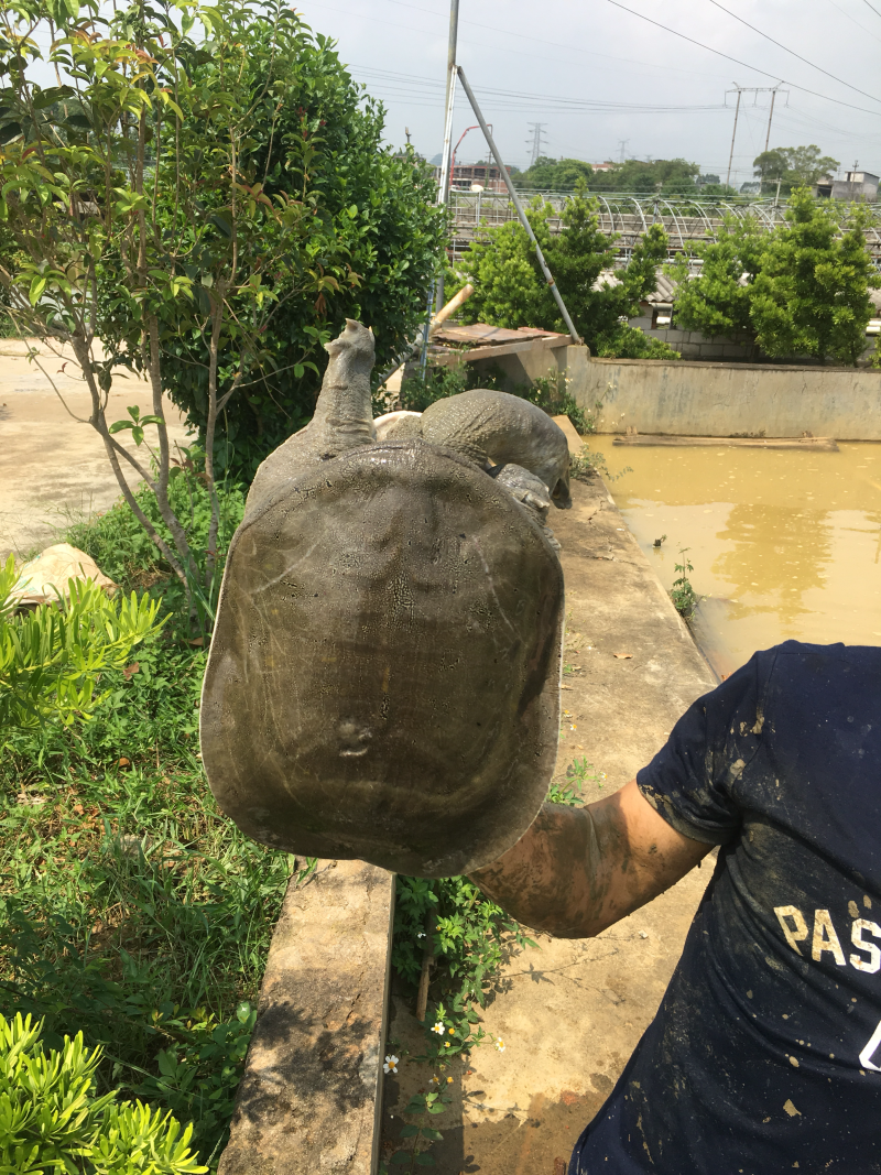 纯净富硒黄沙鳖
