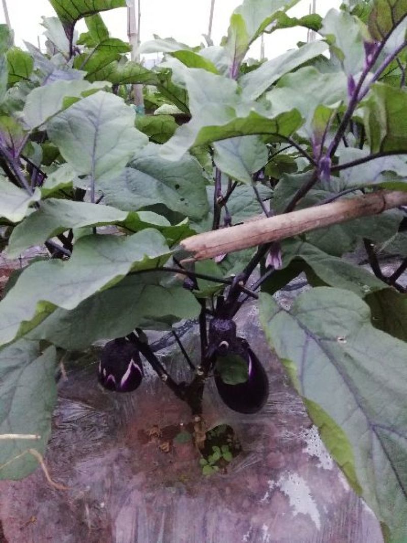 圆茄2两以上