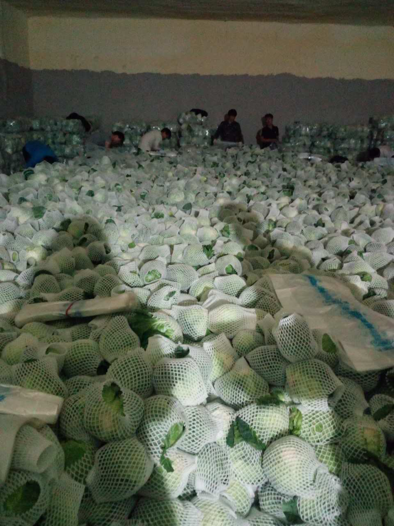 甘蓝
