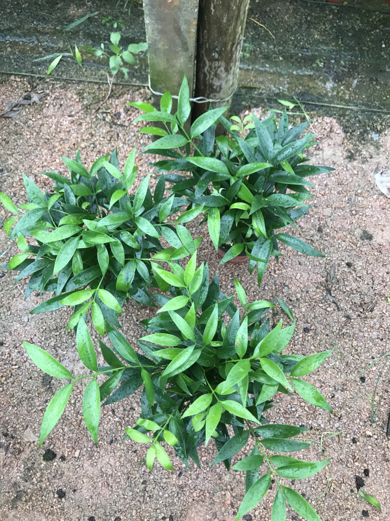 竹柏