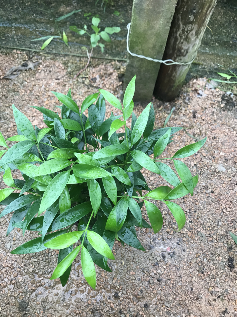 竹柏