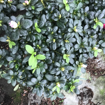 杜鹃花