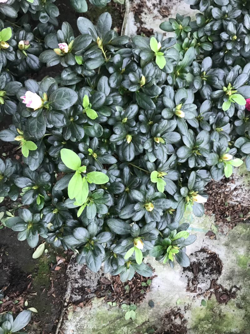 杜鹃花