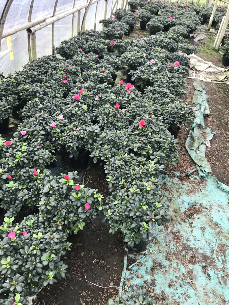 杜鹃花
