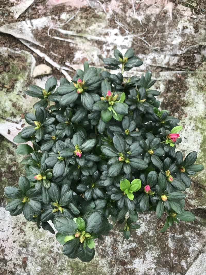 杜鹃花
