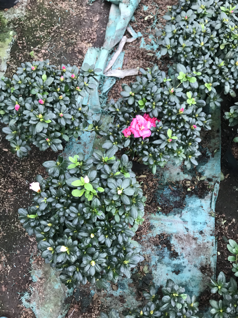 杜鹃花