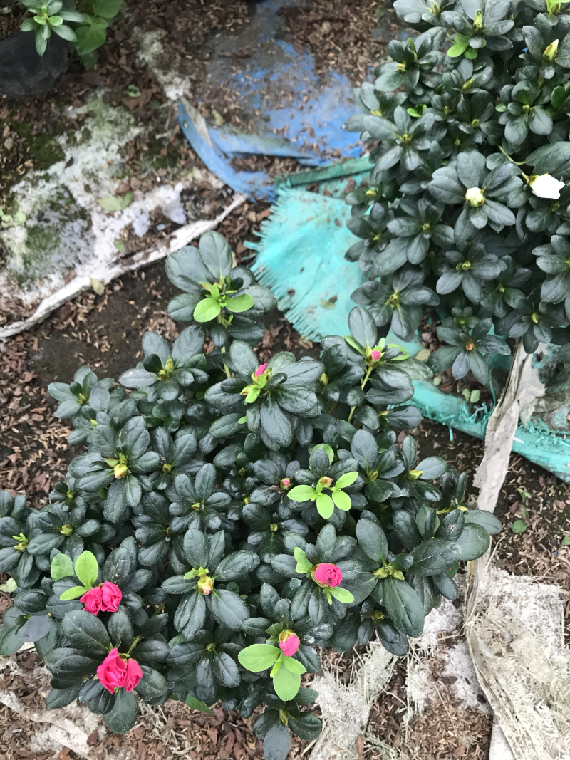 杜鹃花