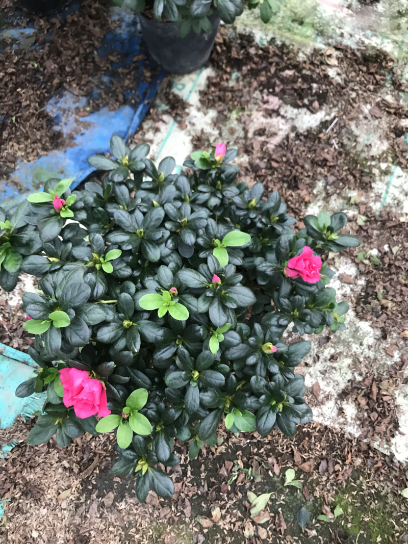杜鹃花