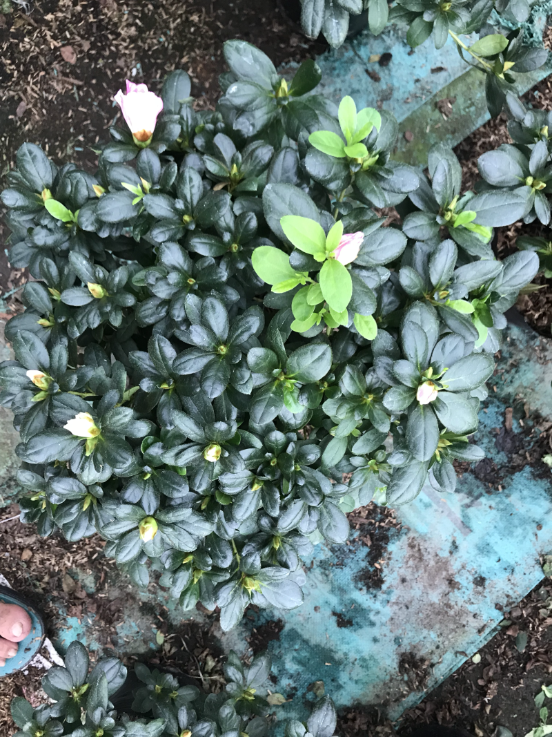 杜鹃花