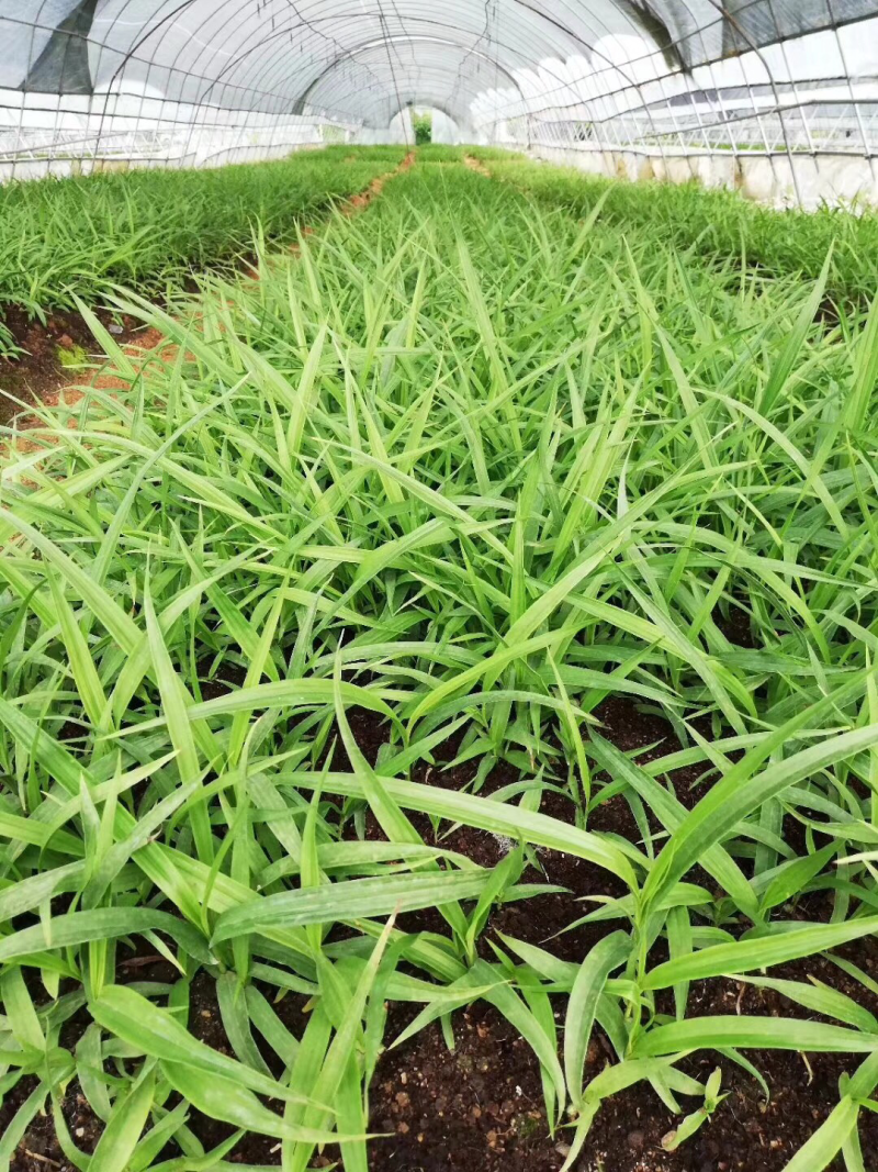 白芨种苗基地批发2年紫花三叉白芨大苗基地直供