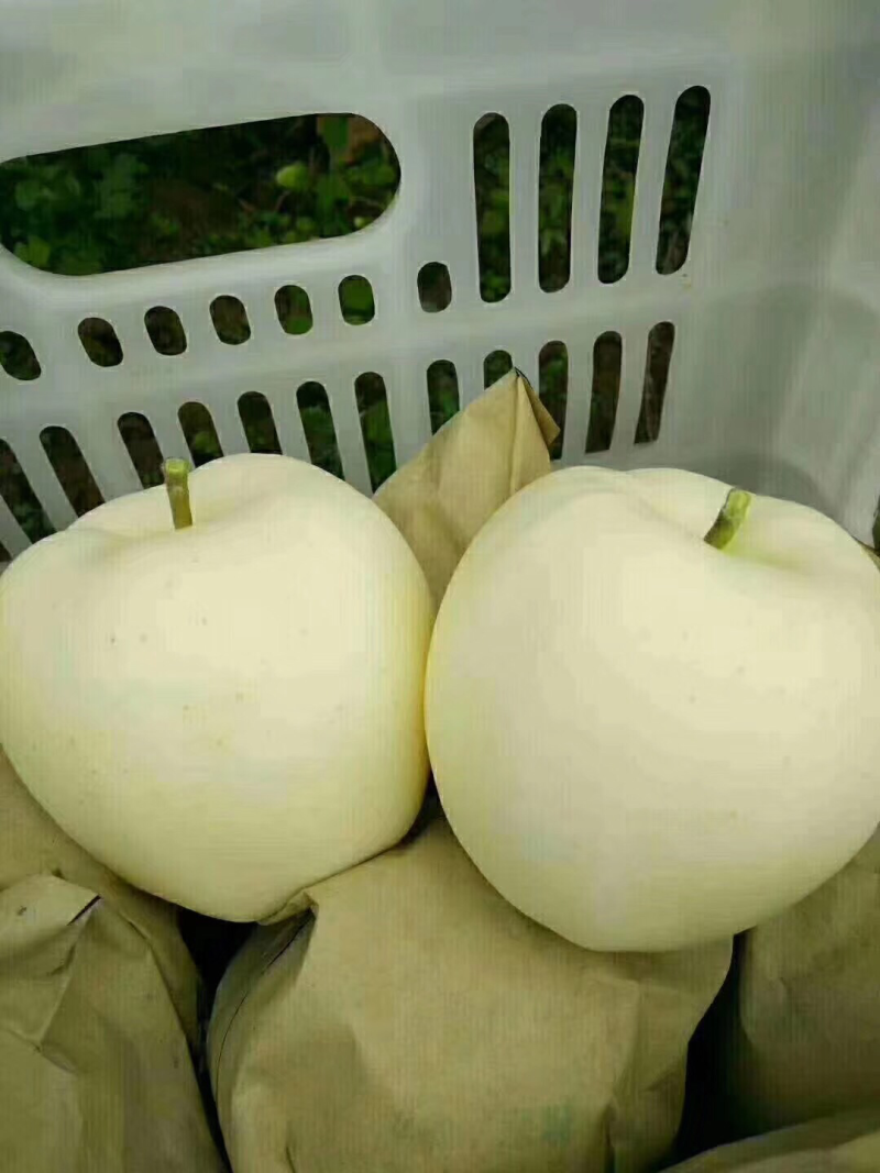 花牛