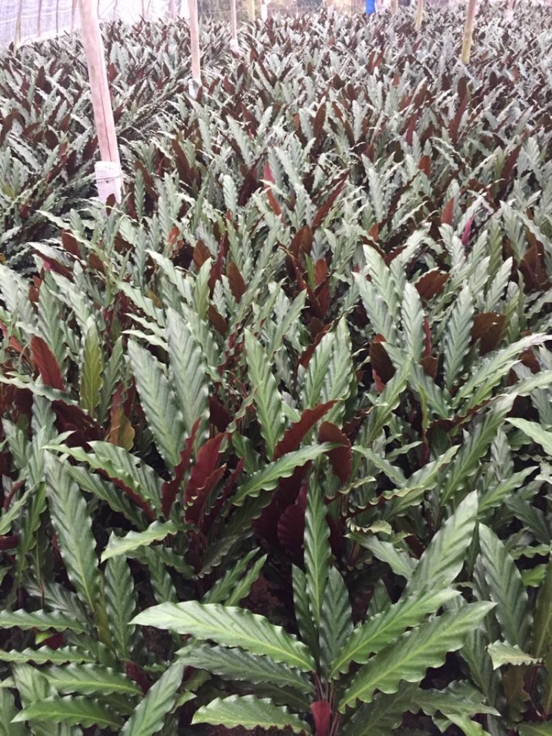 波浪竹芋盆栽观花植物花卉基地直销