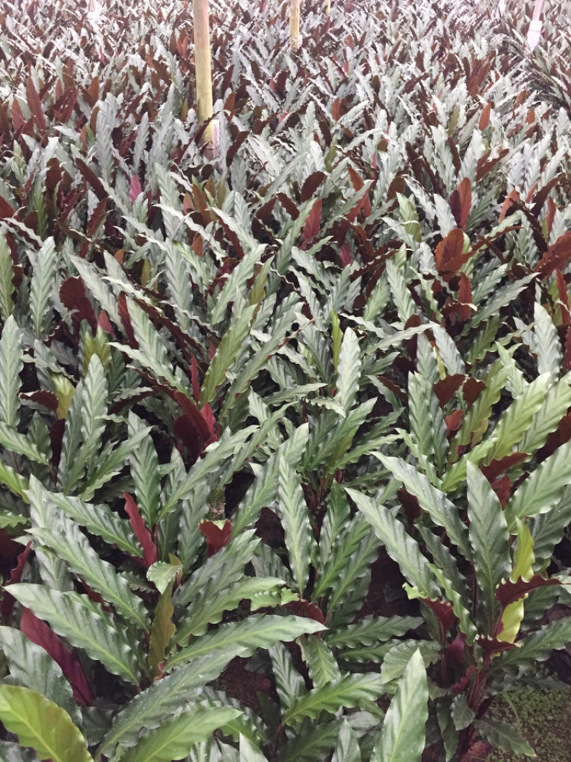 波浪竹芋盆栽观花植物花卉基地直销