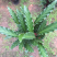 波浪竹芋盆栽观花植物花卉基地直销