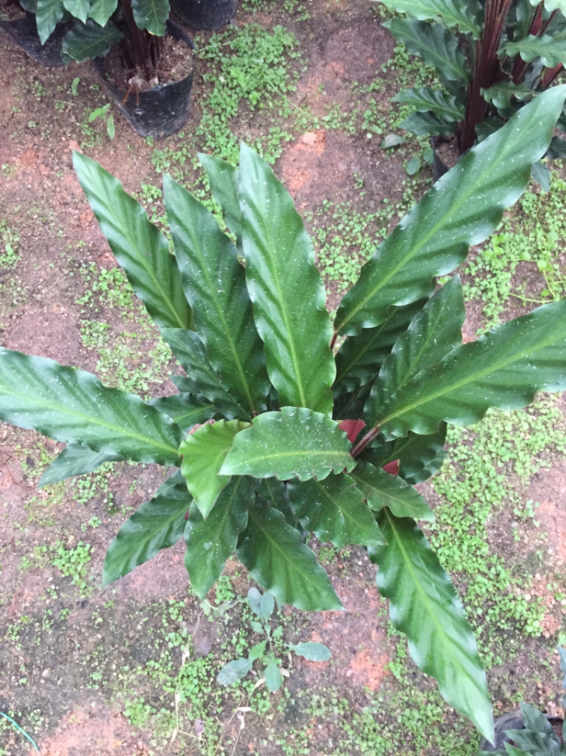 波浪竹芋盆栽观花植物花卉基地直销