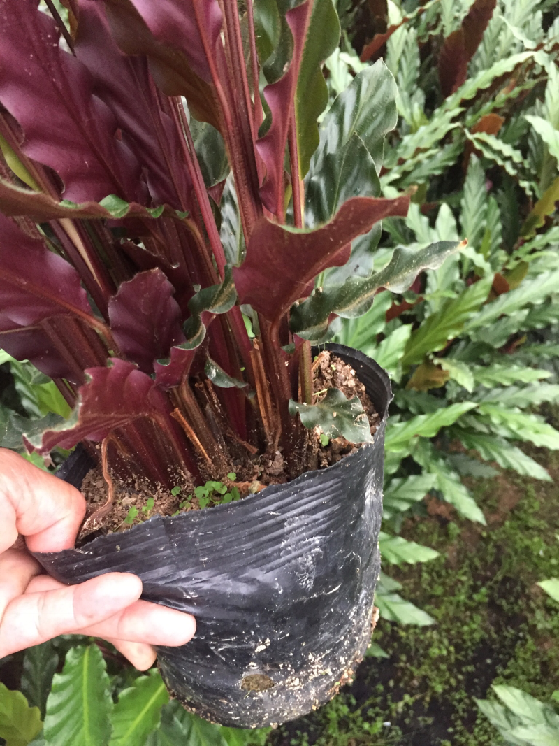 波浪竹芋盆栽观花植物花卉基地直销