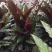 波浪竹芋盆栽观花植物花卉基地直销