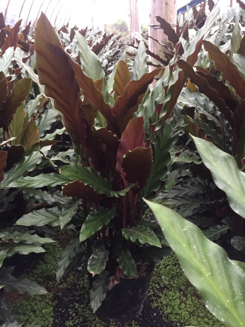 波浪竹芋盆栽观花植物花卉基地直销
