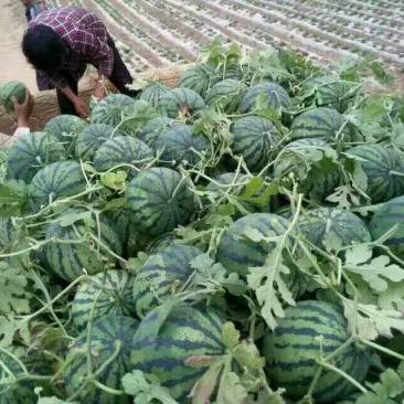 京欣西瓜批发价格甜王西瓜供应基地双星西瓜市场行情
