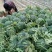 京欣西瓜批发价格甜王西瓜供应基地双星西瓜市场行情