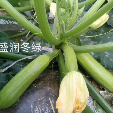 耐寒冬绿葫芦种子一盛润冬绿