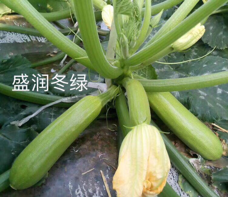 耐寒冬绿葫芦种子一盛润冬绿