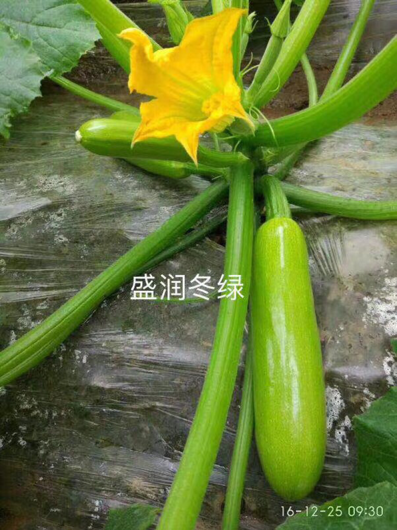 耐寒冬绿葫芦种子一盛润冬绿