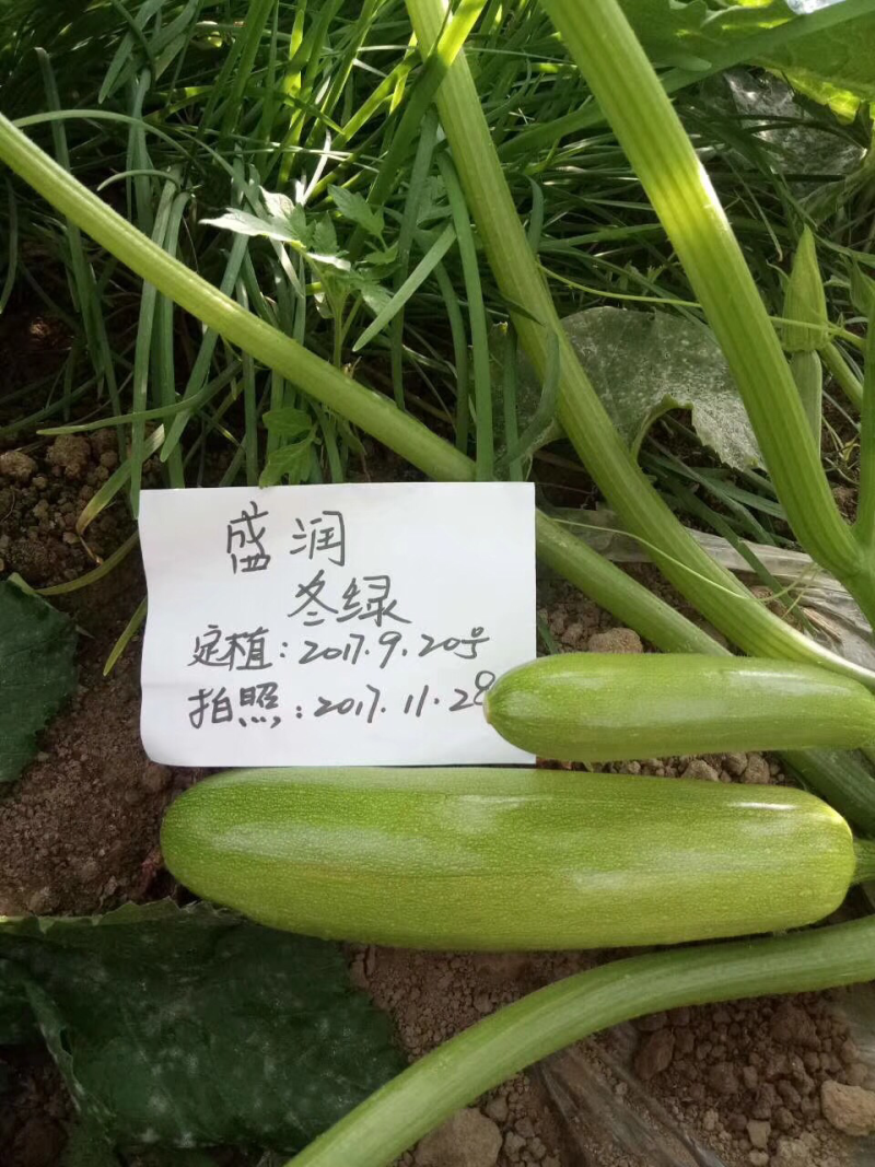 耐寒冬绿葫芦种子一盛润冬绿
