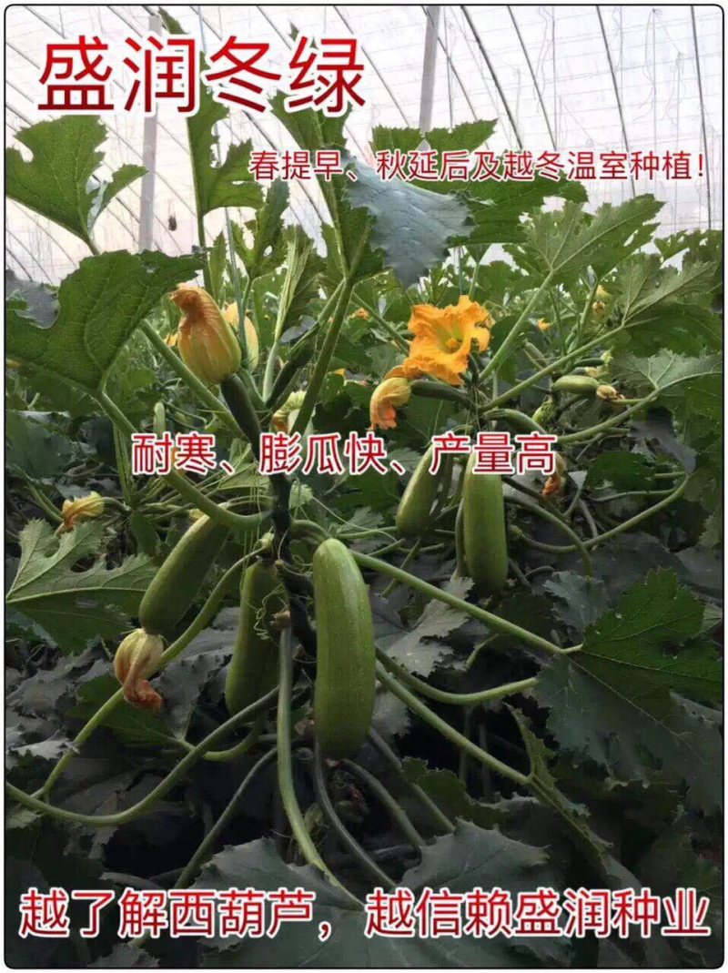 耐寒冬绿葫芦种子一盛润冬绿
