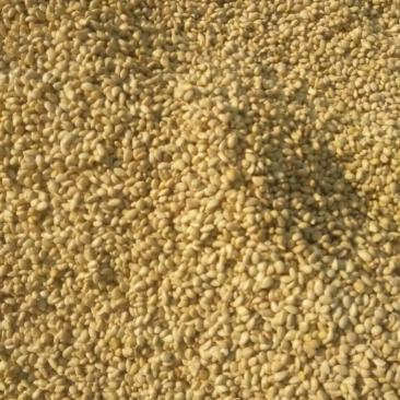苟橘种子，苟橘球