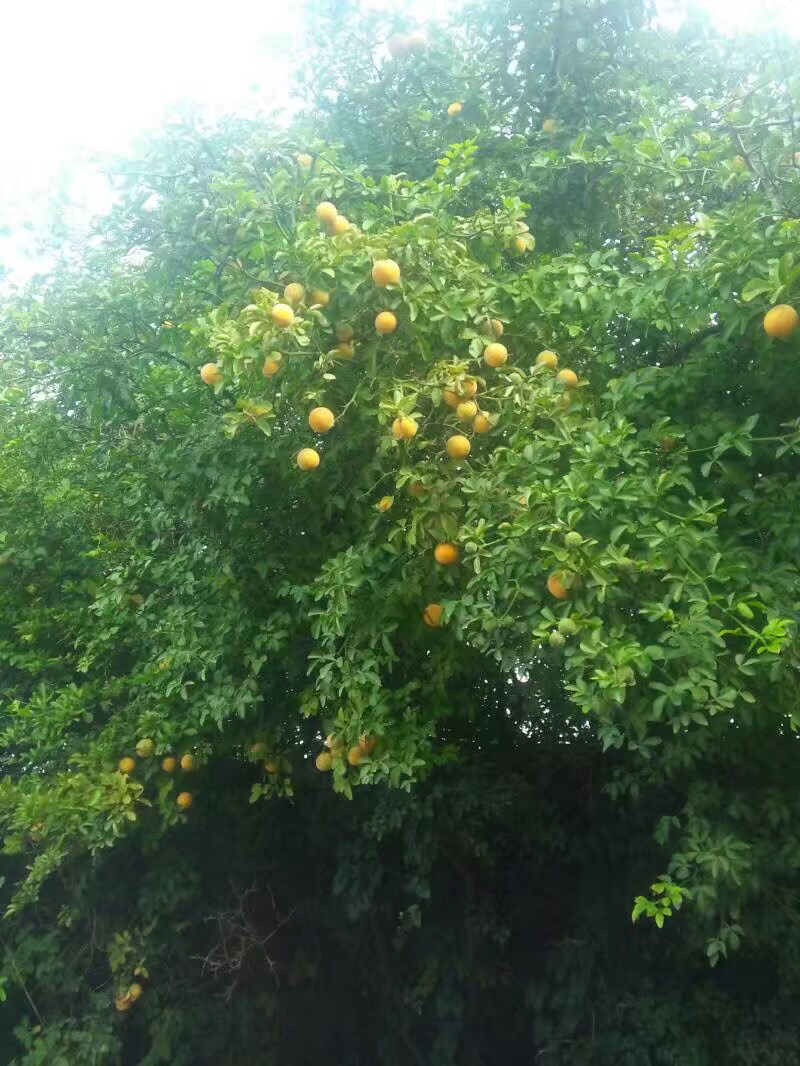 苟橘种子
