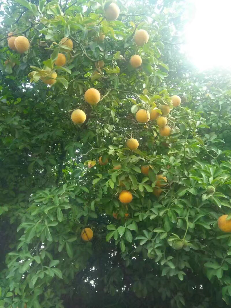 苟橘种子