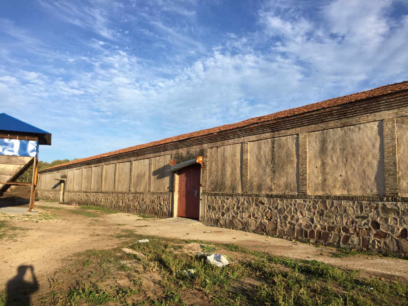 河北张家口崇礼优质蚕豆，基地直销。全国发货量大从优