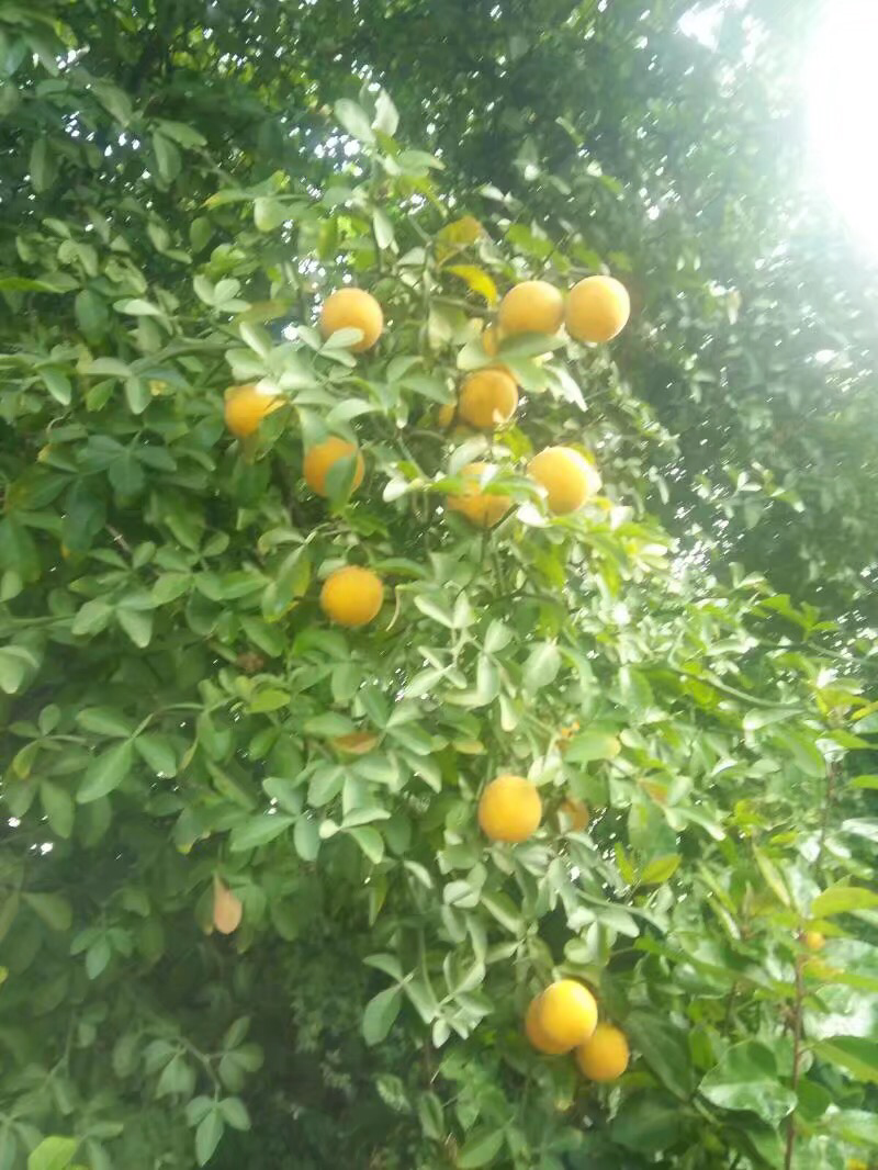 苟橘种子