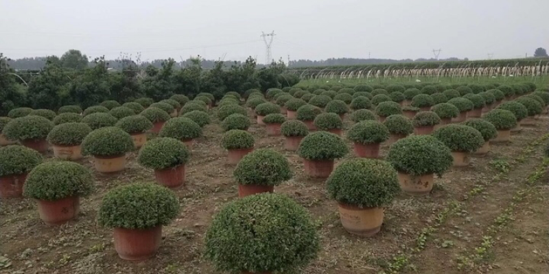 国庆节艺菊，九头菊，短日照独头菊大量销售