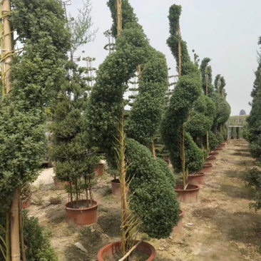 国庆节艺菊，九头菊，短日照独头菊大量销售