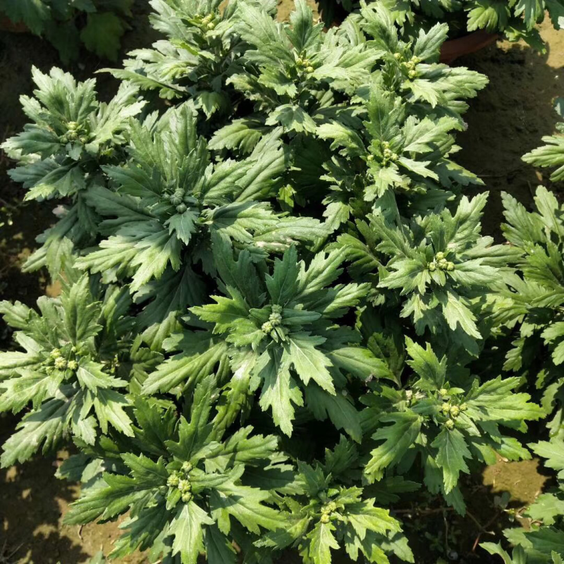 国庆节艺菊，九头菊，短日照独头菊大量销售